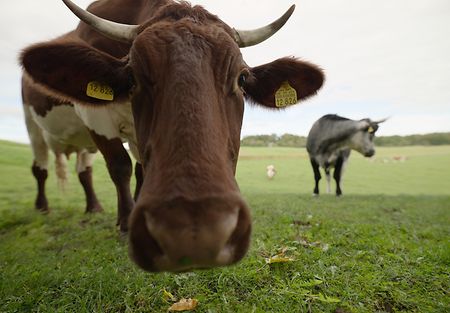 A wide-angel shot of a brown-white cow looking at the camera.