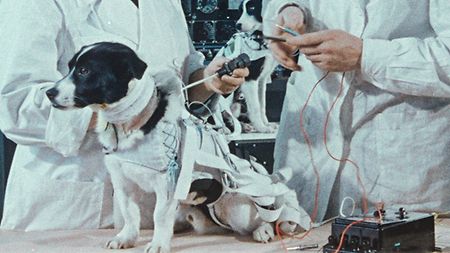 04_space-dogs-film-still-laika-arri-interview