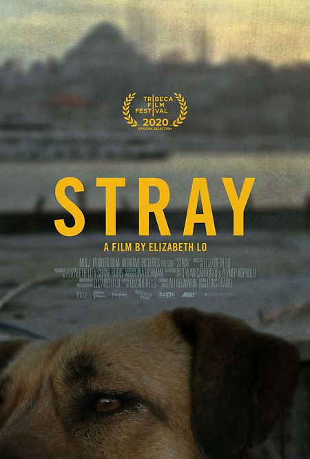 Stray Poster