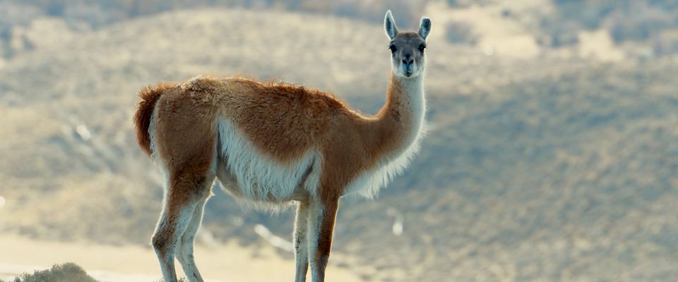 Guanaco 1.00000000