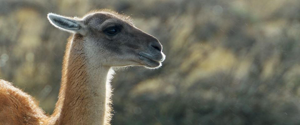 Guanaco 2.00000000