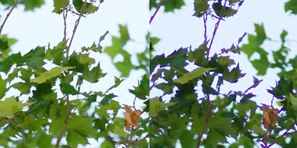 Chromatic Abberation in Signature Lenses 